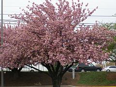 flowers09a (32)